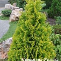 Туя западная 