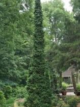 Туя западная 