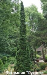 Туя западная 