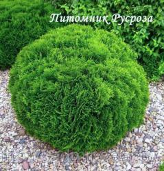 Туя западная 