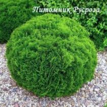 Туя западная 