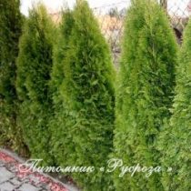 Туя западная 