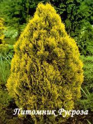 Туя западная 