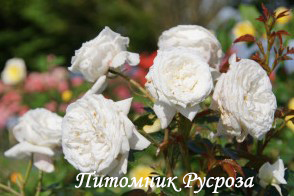 BLANCHE DE CASTILLE (JACFABCO)