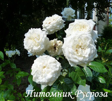 BLANCHE DE CASTILLE (JACFABCO)