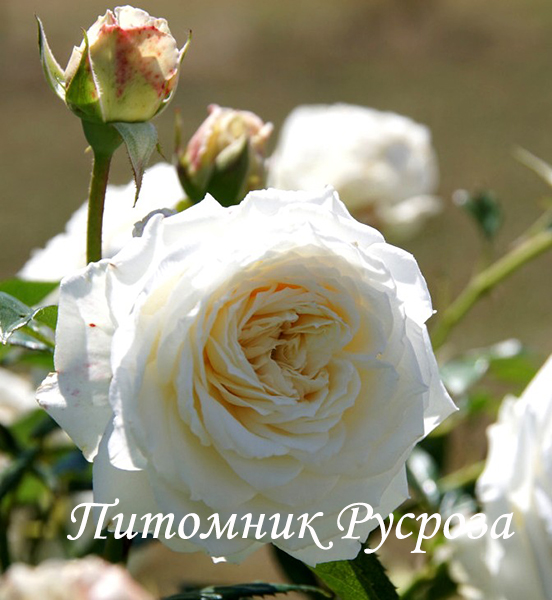 BLANCHE DE CASTILLE (JACFABCO)