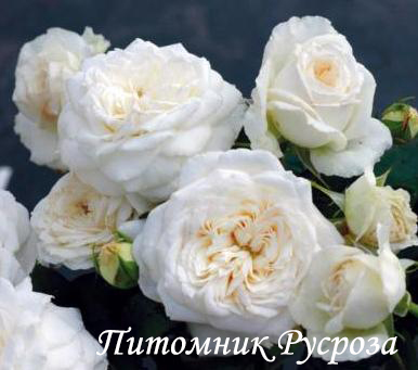 BLANCHE DE CASTILLE (JACFABCO)