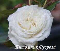 BLANCHE DE CASTILLE (JACFABCO)