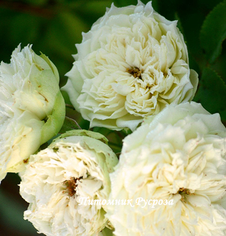 BLANCHETTE (SPRAY)