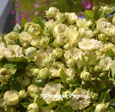 BLANCHETTE (SPRAY)