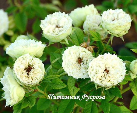 BLANCHETTE (SPRAY)