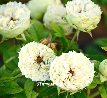 BLANCHETTE (SPRAY)