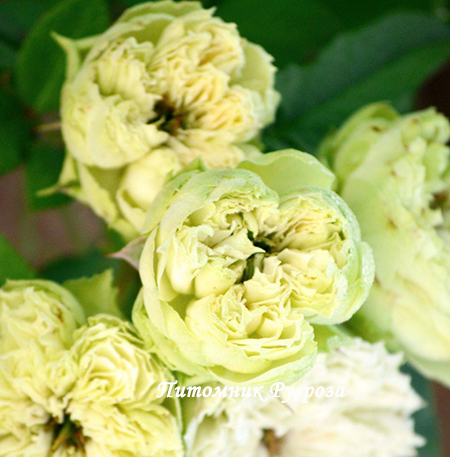 BLANCHETTE (SPRAY)