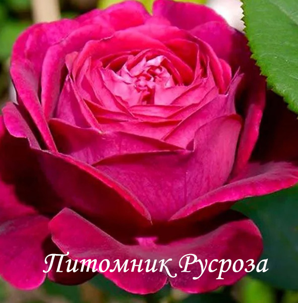 CHLORIS (CHARIS)