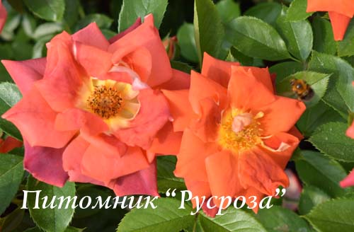 CHOCOLATE RUFFLES (INTERCHORU)