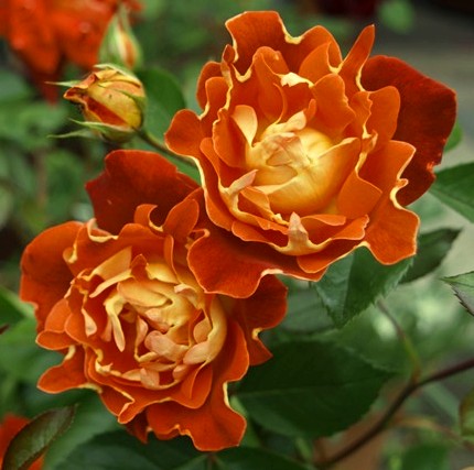 CHOCOLATE RUFFLES (INTERCHORU)