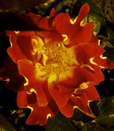 CHOCOLATE RUFFLES (INTERCHORU)