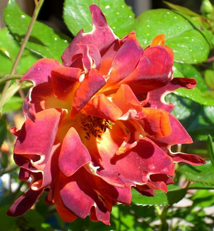 CHOCOLATE RUFFLES (INTERCHORU)