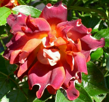 CHOCOLATE RUFFLES (INTERCHORU)