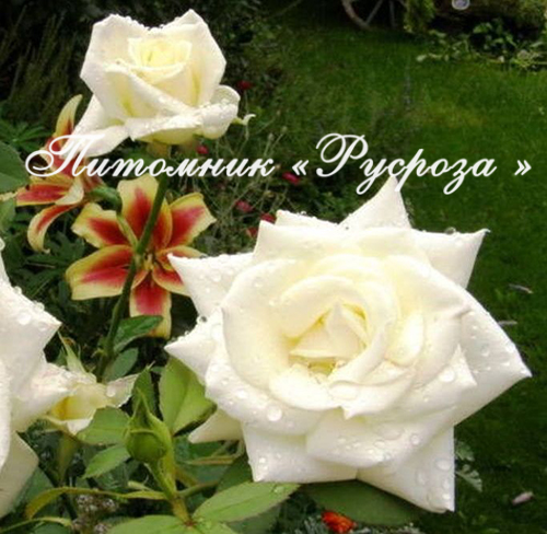 CHOPIN FREDERIC