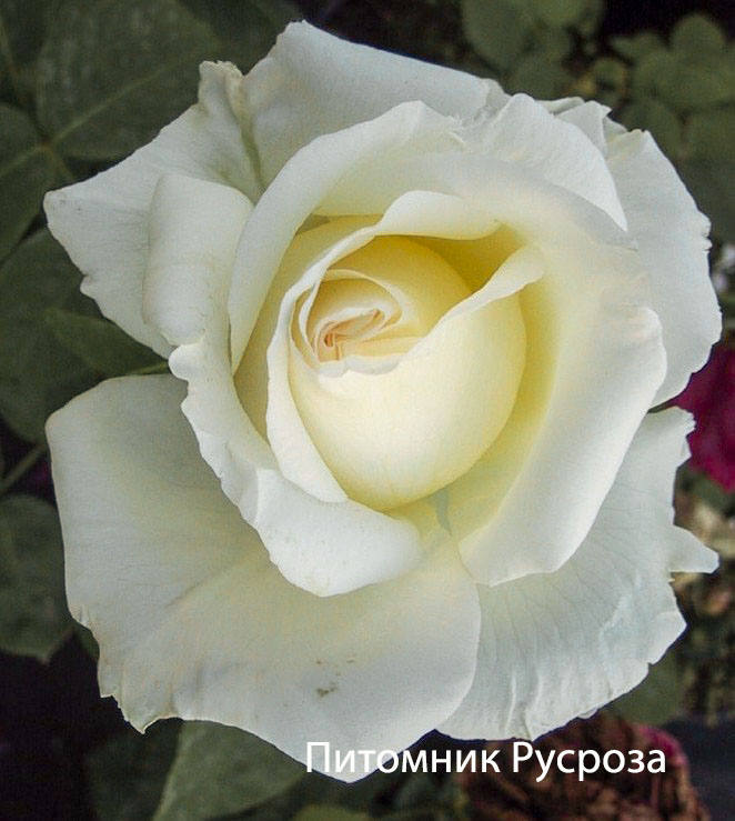 CHOPIN FREDERIC