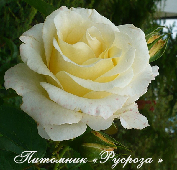 CHOPIN FREDERIC