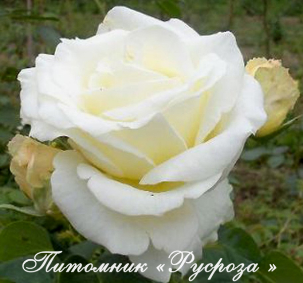 CHOPIN FREDERIC
