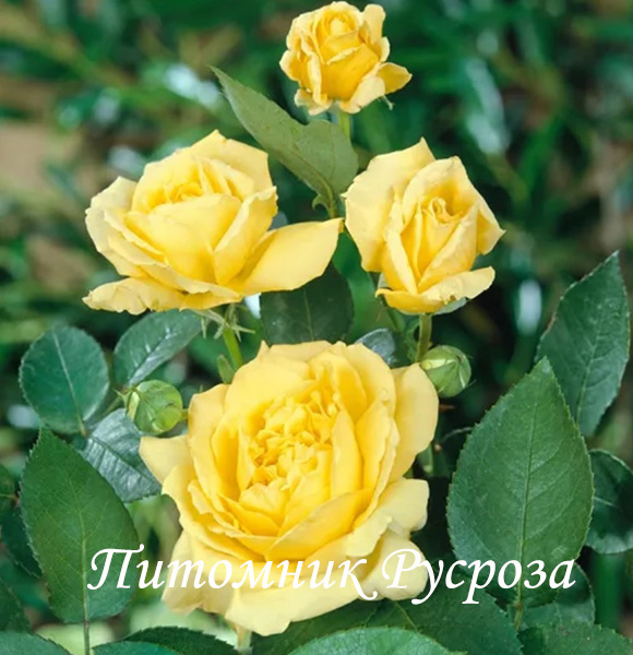 CITY LIVERY ШТ 80-90