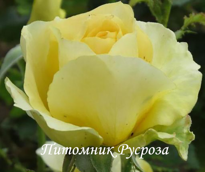 CITY LIVERY ШТ 80-90