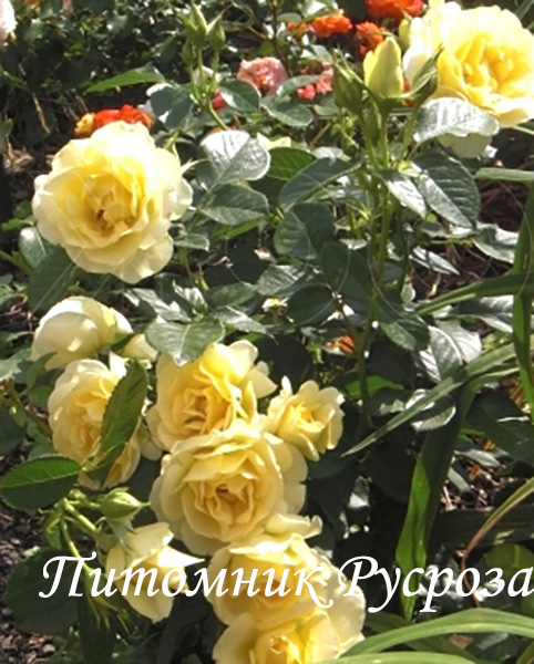 CITY LIVERY ШТ 80-90