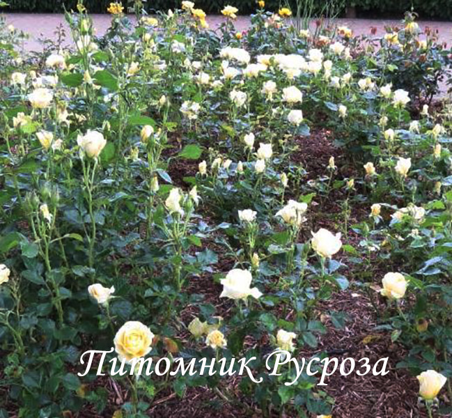 CITY LIVERY ШТ 80-90