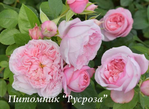 CHATEAU BARBEYROLLES ШТ 90-110