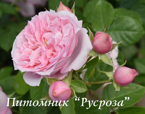 CHATEAU BARBEYROLLES ШТ 90-110