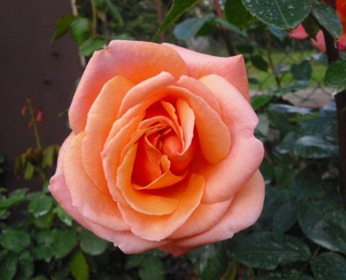 CHERRY BRANDY 85 ШТ 90-100