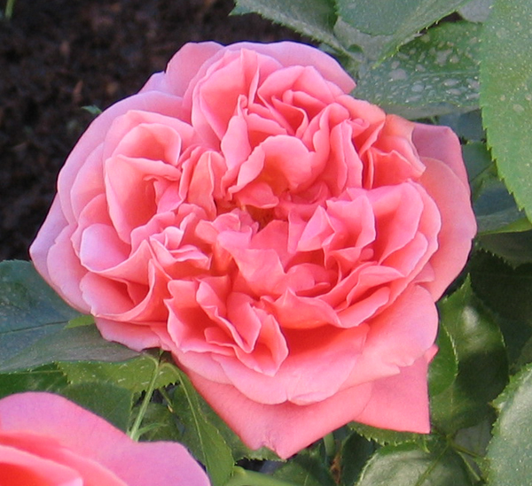 CHERRY BRANDY 85 ШТ 90-100