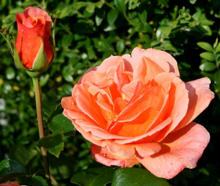 CHERRY BRANDY 85 ШТ 90-100