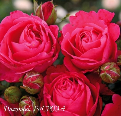CHERRY LADY ШТ 80-90