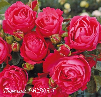 CHERRY LADY ШТ 80-90