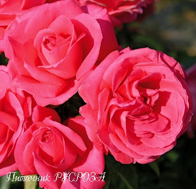 CHERRY LADY ШТ 80-90