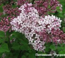 Сирень Мейера 