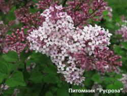 Сирень Мейера 