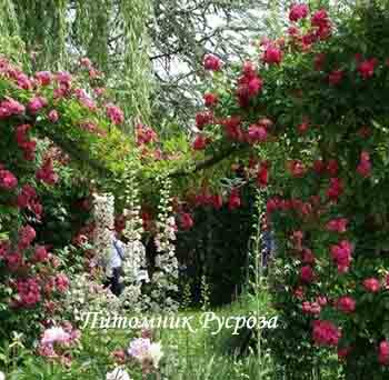 BREWOOD BELL