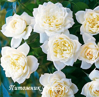 BRIDAL MEILLANDINA