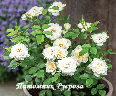 BRIDAL MEILLANDINA
