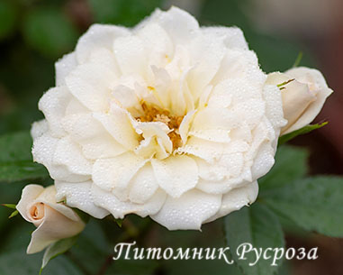 BRIDAL MEILLANDINA