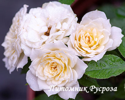 BRIDAL MEILLANDINA