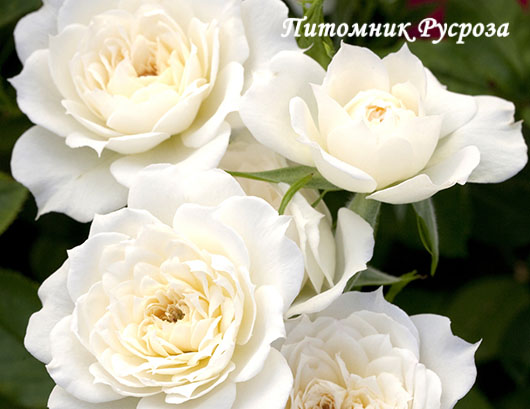 BRIDAL MEILLANDINA