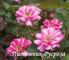 ART NOUVEAU (PEJAMARK)