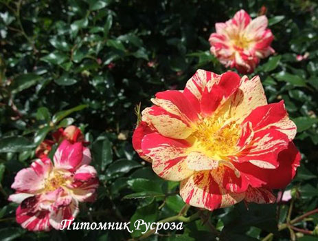 ART NOUVEAU (PEJAMARK)