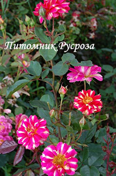 ART NOUVEAU (PEJAMARK)